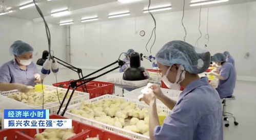 本土豬種瀕危 '二師兄'去哪兒了？農作物種子經營的警示