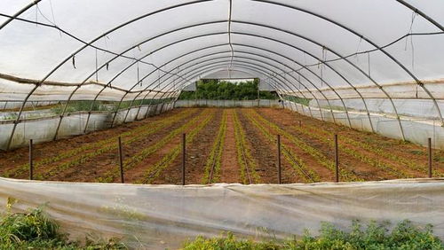 低成本高回報 農作物種子經營，年賺六萬不是夢