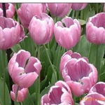 沭陽縣新河鎮綠友花卉園藝場 一站式農作物種子經營服務，百合、女貞、獼猴桃種子精選供應