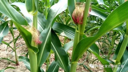 買玉米種子別犯難，掌握這幾招輕松選對好種