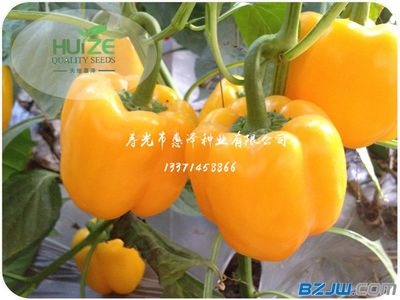 劃算黃椒推薦 價格、廠家與選購指南